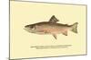 The Brook Trout, Showing Brilliant or Breeding Season Coloration-H.h. Leonard-Mounted Art Print