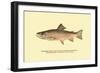 The Brook Trout, Showing Brilliant or Breeding Season Coloration-H.h. Leonard-Framed Premium Giclee Print