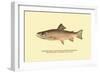 The Brook Trout, Showing Brilliant or Breeding Season Coloration-H.h. Leonard-Framed Premium Giclee Print