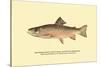 The Brook Trout, Showing Brilliant or Breeding Season Coloration-H.h. Leonard-Stretched Canvas