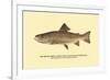 The Brook Trout, Showing Dark or Early Spring Coloration-H.h. Leonard-Framed Premium Giclee Print
