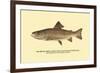 The Brook Trout, Showing Dark or Early Spring Coloration-H.h. Leonard-Framed Premium Giclee Print