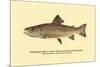 The Brook Trout, Showing Dark or Early Spring Coloration-H.h. Leonard-Mounted Premium Giclee Print