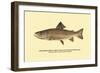 The Brook Trout, Showing Dark or Early Spring Coloration-H.h. Leonard-Framed Art Print