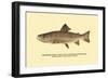 The Brook Trout, Showing Dark or Early Spring Coloration-H.h. Leonard-Framed Art Print