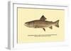 The Brook Trout, Showing Dark or Early Spring Coloration-H.h. Leonard-Framed Art Print