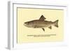 The Brook Trout, Showing Dark or Early Spring Coloration-H.h. Leonard-Framed Premium Giclee Print