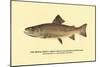The Brook Trout, Showing Dark or Early Spring Coloration-H.h. Leonard-Mounted Premium Giclee Print