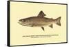 The Brook Trout, Showing Dark or Early Spring Coloration-H.h. Leonard-Framed Stretched Canvas