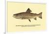 The Brook Trout, Showing Dark or Early Spring Coloration-H.h. Leonard-Framed Art Print