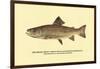 The Brook Trout, Showing Dark or Early Spring Coloration-H.h. Leonard-Framed Art Print