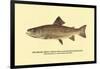 The Brook Trout, Showing Dark or Early Spring Coloration-H.h. Leonard-Framed Art Print