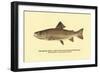 The Brook Trout, Showing Dark or Early Spring Coloration-H.h. Leonard-Framed Art Print