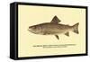 The Brook Trout, Showing Dark or Early Spring Coloration-H.h. Leonard-Framed Stretched Canvas