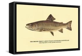The Brook Trout, Showing Dark or Early Spring Coloration-H.h. Leonard-Framed Stretched Canvas