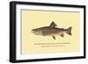 The Brook Trout, Showing Subdued or Early Summer Coloration-H.h. Leonard-Framed Art Print