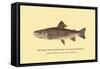 The Brook Trout, Showing Subdued or Early Summer Coloration-H.h. Leonard-Framed Stretched Canvas