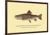 The Brook Trout, Showing Subdued or Early Summer Coloration-H.h. Leonard-Framed Art Print
