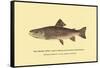 The Brook Trout, Showing Subdued or Early Summer Coloration-H.h. Leonard-Framed Stretched Canvas