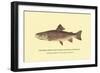 The Brook Trout, Showing Subdued or Early Summer Coloration-H.h. Leonard-Framed Art Print