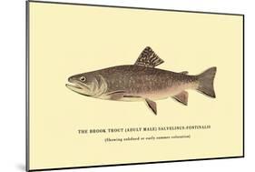 The Brook Trout, Showing Subdued or Early Summer Coloration-H.h. Leonard-Mounted Art Print