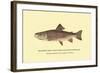 The Brook Trout, Showing Subdued or Early Summer Coloration-H.h. Leonard-Framed Art Print