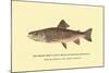 The Brook Trout, Showing Subdued or Early Summer Coloration-H.h. Leonard-Mounted Art Print