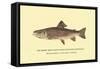 The Brook Trout, Showing Subdued or Early Summer Coloration-H.h. Leonard-Framed Stretched Canvas