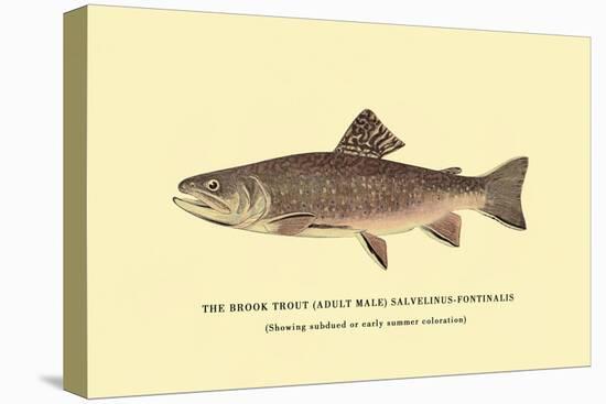 The Brook Trout, Showing Subdued or Early Summer Coloration-H.h. Leonard-Stretched Canvas