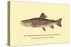 The Brook Trout, Showing Subdued or Early Summer Coloration-H.h. Leonard-Stretched Canvas