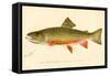 The Brook Trout-null-Framed Stretched Canvas