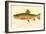 The Brook Trout-null-Framed Giclee Print