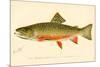 The Brook Trout-null-Mounted Giclee Print