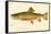 The Brook Trout-null-Framed Stretched Canvas