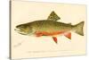 The Brook Trout-null-Stretched Canvas