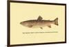 The Brook Trout-H.h. Leonard-Framed Art Print