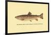 The Brook Trout-H.h. Leonard-Framed Art Print