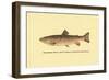 The Brook Trout-H.h. Leonard-Framed Art Print