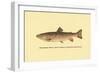 The Brook Trout-H.h. Leonard-Framed Art Print