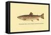 The Brook Trout-H.h. Leonard-Framed Stretched Canvas