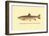 The Brook Trout-H.h. Leonard-Framed Premium Giclee Print