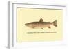 The Brook Trout-H.h. Leonard-Framed Premium Giclee Print