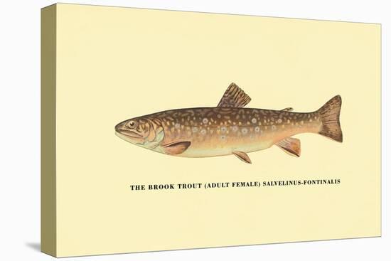 The Brook Trout-H.h. Leonard-Stretched Canvas