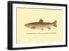 The Brook Trout-H.h. Leonard-Framed Art Print