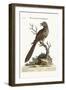 The Brown and Spotted Indian Cuckow, 1749-73-George Edwards-Framed Giclee Print