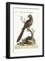 The Brown and Spotted Indian Cuckow, 1749-73-George Edwards-Framed Giclee Print