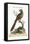 The Brown and Spotted Indian Cuckow, 1749-73-George Edwards-Framed Stretched Canvas