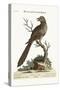 The Brown and Spotted Indian Cuckow, 1749-73-George Edwards-Stretched Canvas