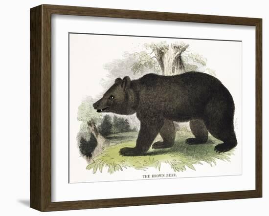 The Brown Bear, Educational Illustration Published by the Society for Promoting Christian Knowledge-Josiah Wood Whymper-Framed Giclee Print