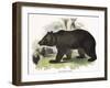 The Brown Bear, Educational Illustration Published by the Society for Promoting Christian Knowledge-Josiah Wood Whymper-Framed Giclee Print